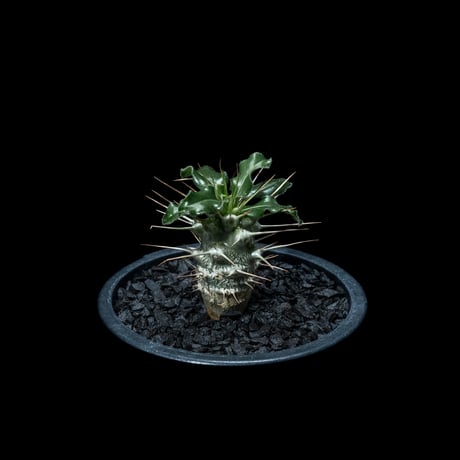 パキポディウム サウンデルシー / Pachypodium saundersii #2