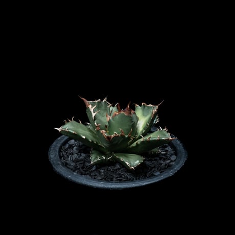 アガベ チタノタ 姫厳竜 / Agave titanota ‘Dwarf’ #5