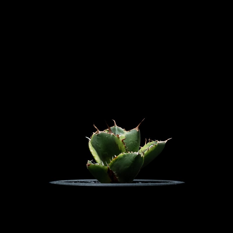 アガベ チタノタ ナンバーワン錦 / Agave titanota 'No.1 Nishiki