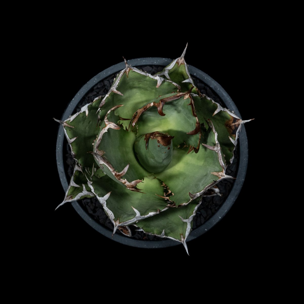 アガベ・チタノタ FO-222 / Agave titanota 'FO-222' #1 | アガベ・チタノタ FO-222 / Agave titanota 'FO-222' #1 |
