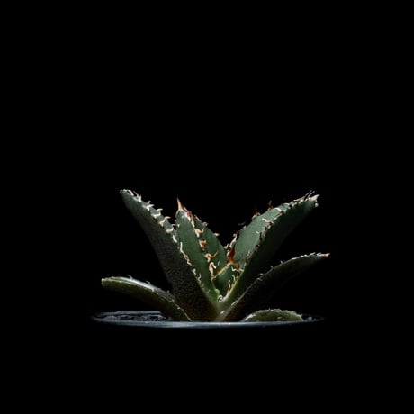 アガベ チタノタ 白鯨 / Agave titanota ‘White Whale’ #25