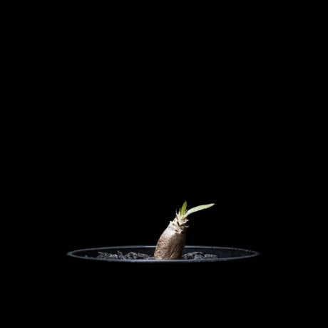 パキポディウム グラキリス / Pachypodium rosulatum var. gracilius #16