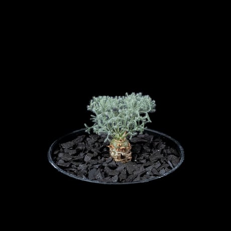 モンソニア ペニクリナム / Monsonia peniculina #16