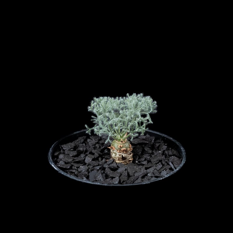 モンソニア ペニクリナム M.peniculinum 美株 モンソニア ペニクリナム | GREEN LUCK