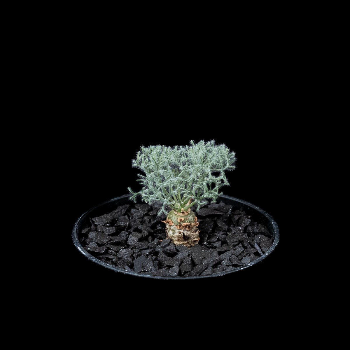 サルコカウロン ペニクリナム モンソニア peniculina 大1株⑦ 【公式通販】