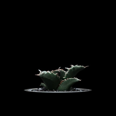 アガベ・チタノタ 夕映厳竜 / Agave titanota ‘Solar Eclipse’ #3