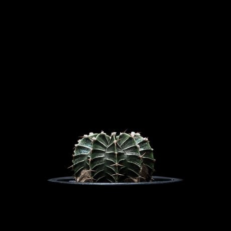 ギムノカリキウム属 フリードリッヒィ LB2178 / Gymnocalycium friedrihii LB2178 #1