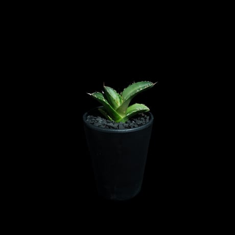 アガベ チタノタ 白犀牛 カキ仔 / Agave titanota ‘White Rhino’ #2