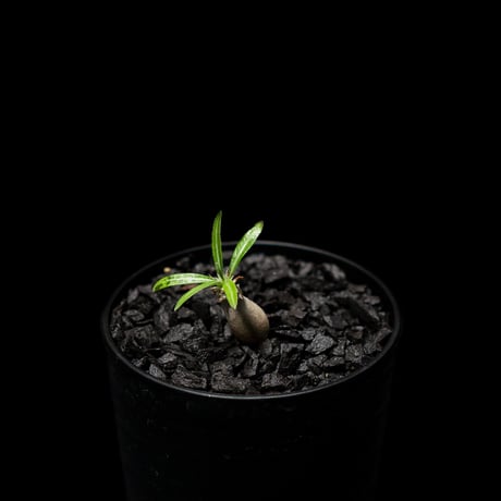 パキポディウム グラキリス / Pachypodium rosulatum var. gracilius #2