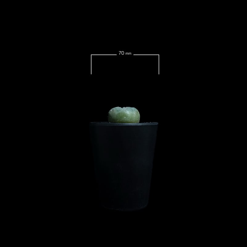 ロフォフォラ 翠冠玉 / Lophophora diffusa #1 | Ducks ( pl