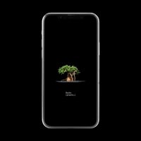 【スマホ壁紙】トリコディアデマ ステラツム