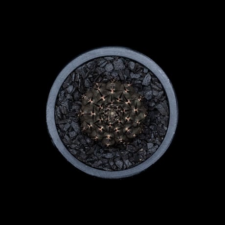 ギムノカリキウム 黒刺鳳頭 / Gymnocalycium asterium