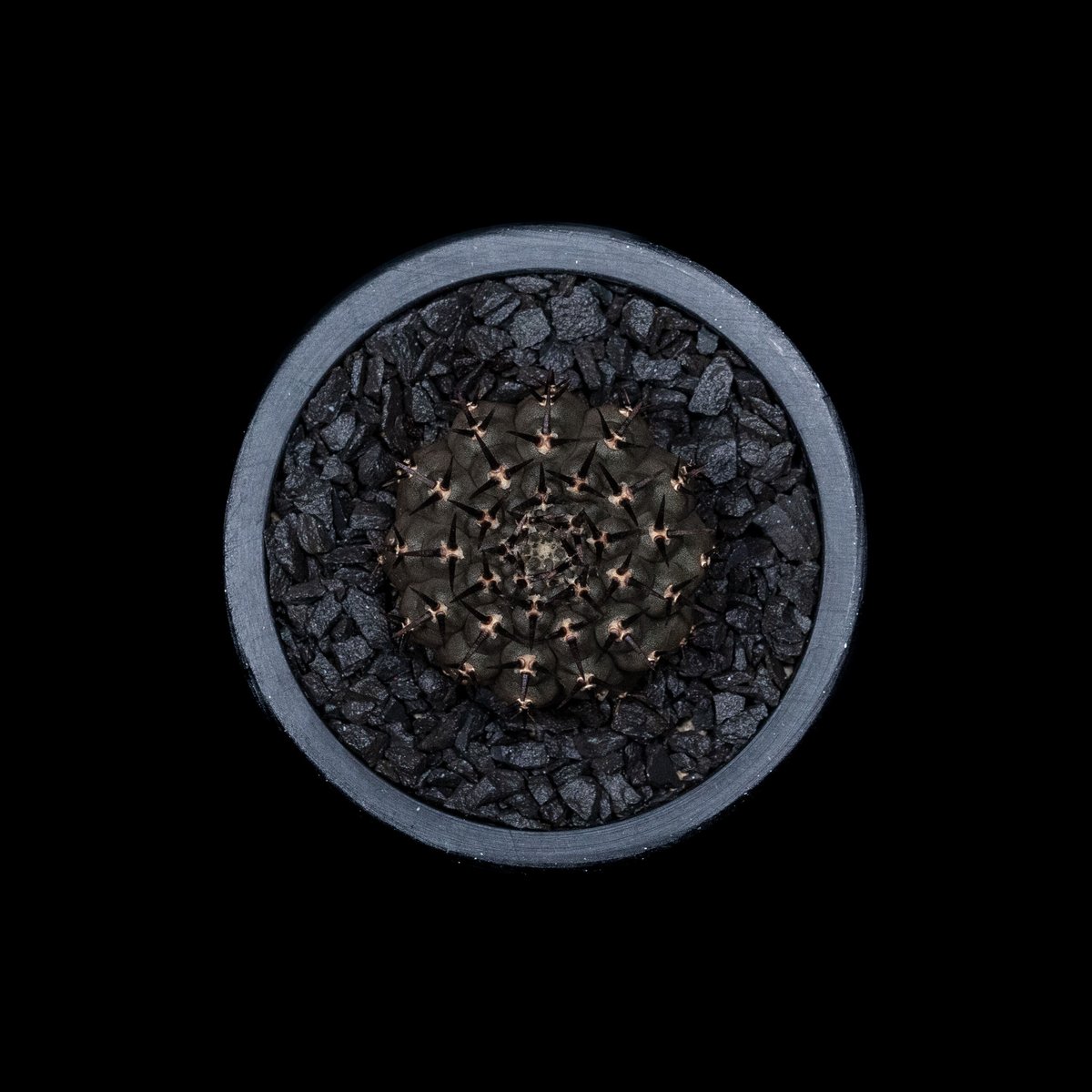 ギムノカリキウム 黒刺鳳頭 / Gymnocalycium asterium | Ducks