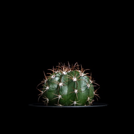 メロカクタス マタンザナス / Melocactus matanzanus #1