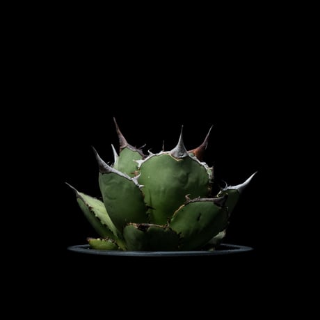 アガベ チタノタ 熊猫 / Agave titanota ‘Panda’ #1