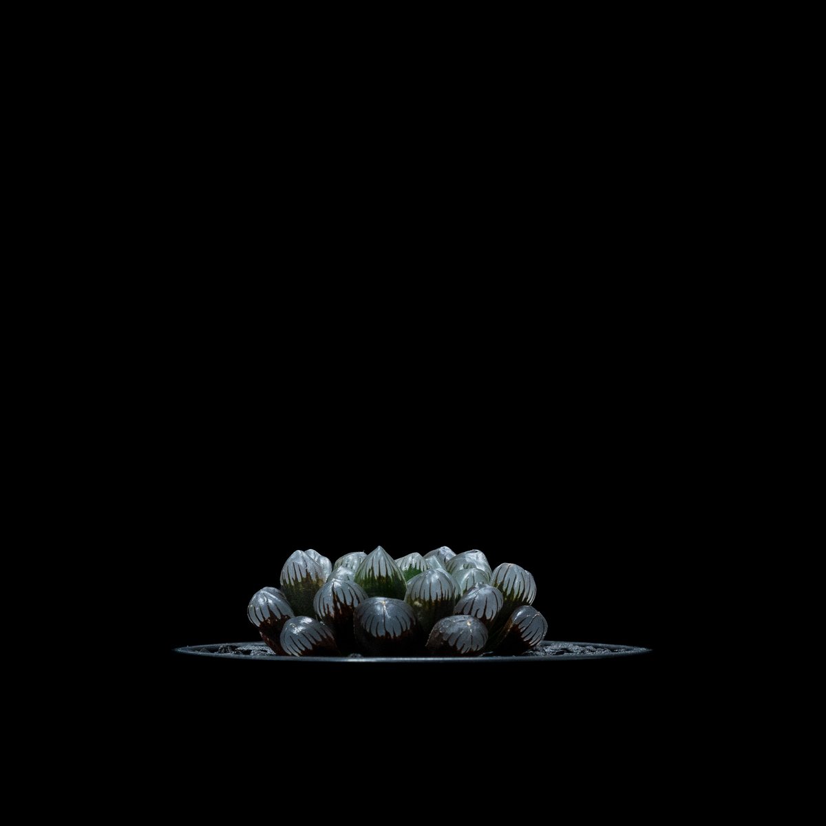 ハオルチア　闇の森　一旦ラスト繁殖苗① Yahoo!オークション - 35 ハオルチア 多肉植物【繁殖苗】闇の森