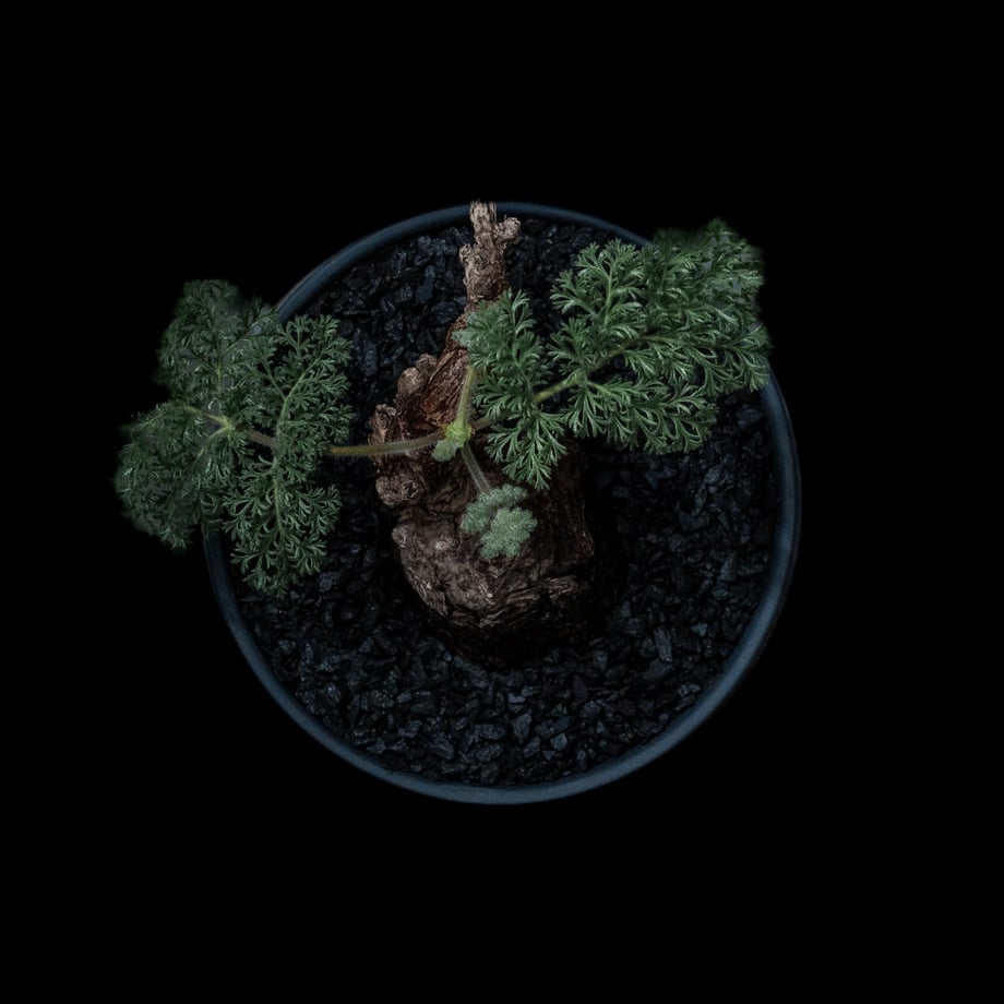 650cfe09b69459003165af21