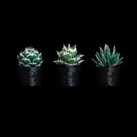 LOBINDON ビカクシカフィギュア | Ducks ( plants. )