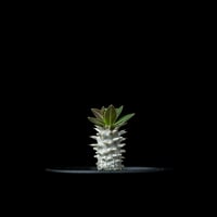 パキポディウム ホロンベンセ / Pachypodium horombense #4