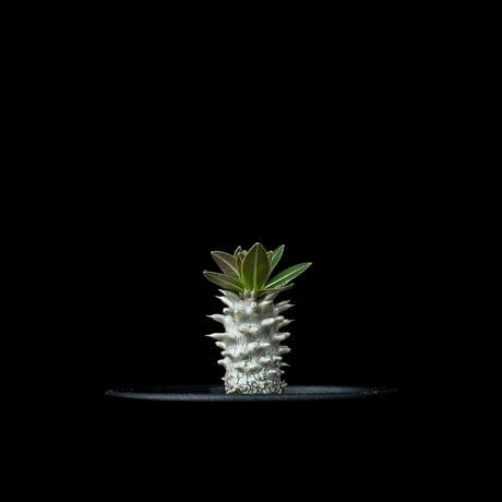 パキポディウム ホロンベンセ / Pachypodium horombense #4