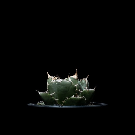アガベ チタノタ 白鯨 / Agave titanota ‘White Whale’ #12