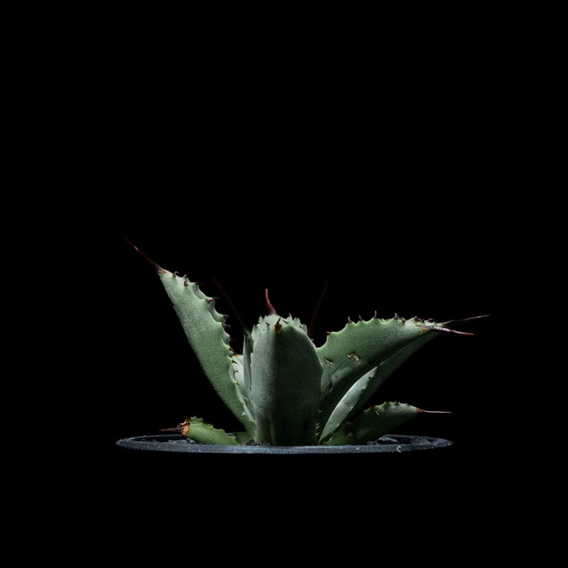 Agave potatorum✖️macroacantha【hybrid】230 Agave macroacantha x Potatorum 中 NO.2 | mana's