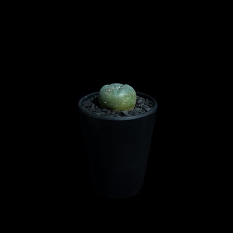 ロフォフォラ 翠冠玉 / Lophophora diffusa #1