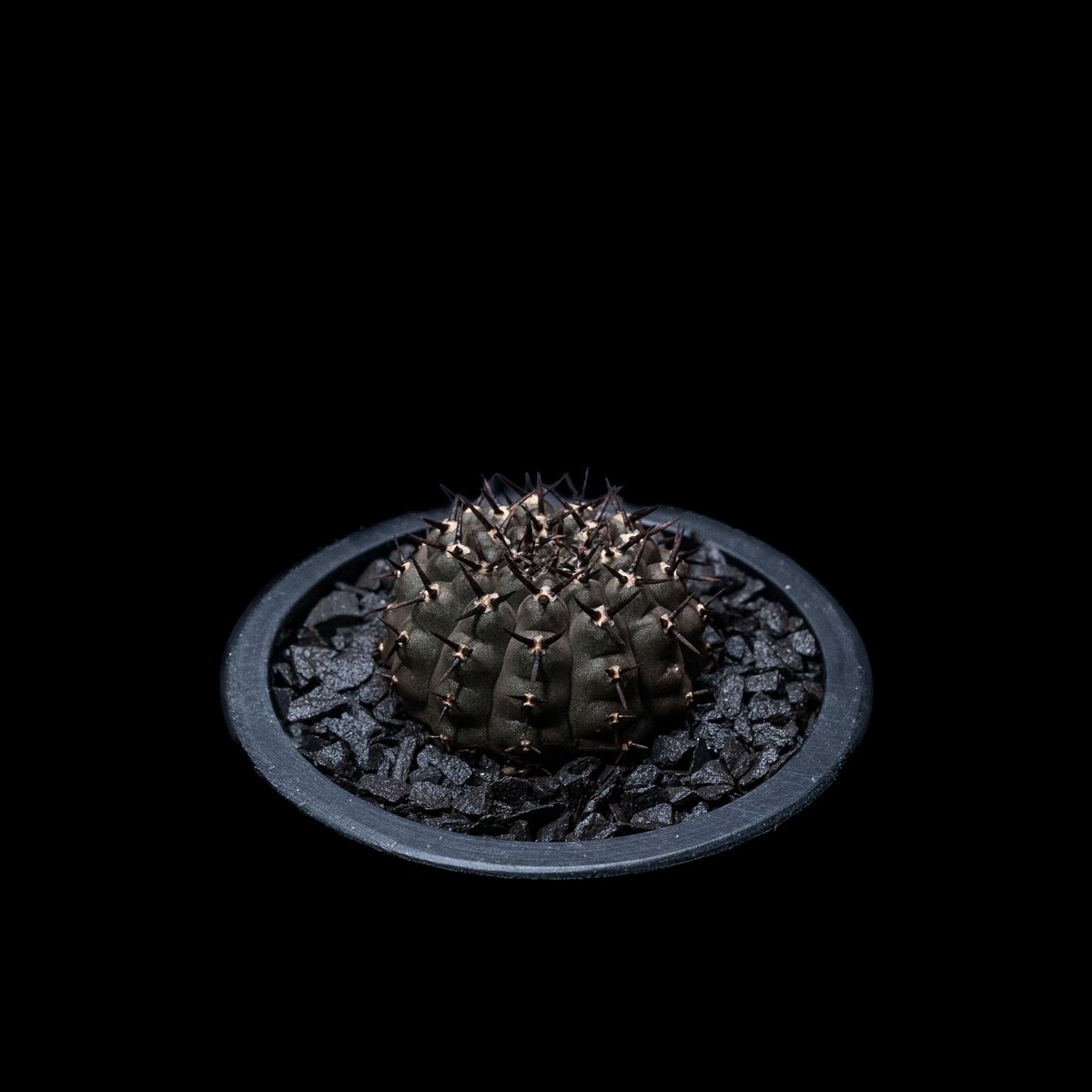 ギムノカリキウム 黒刺鳳頭 / Gymnocalycium asterium | Ducks