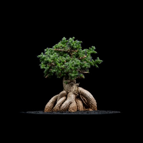 トリコディアデマ ブルボスム / Trichodiadema bulbosum #7