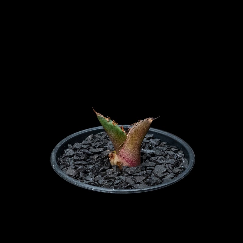 アガベ チタノタ 白排刺 大鋼牙 (カキ仔) / Agave titanota アガベ チタノタ 白排刺 大鋼牙 (カキ仔) / Agave titanota