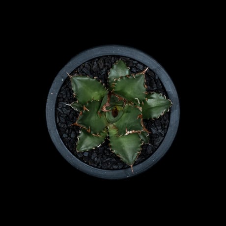 アガベ チタノタ 姫厳竜 / Agave titanota ‘Dwarf’ #8