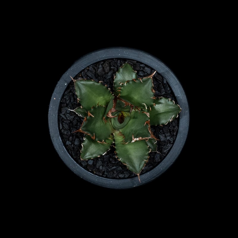 最新作 アガベ チタノタ 姫厳竜 Agave titanota 植物/観葉植物