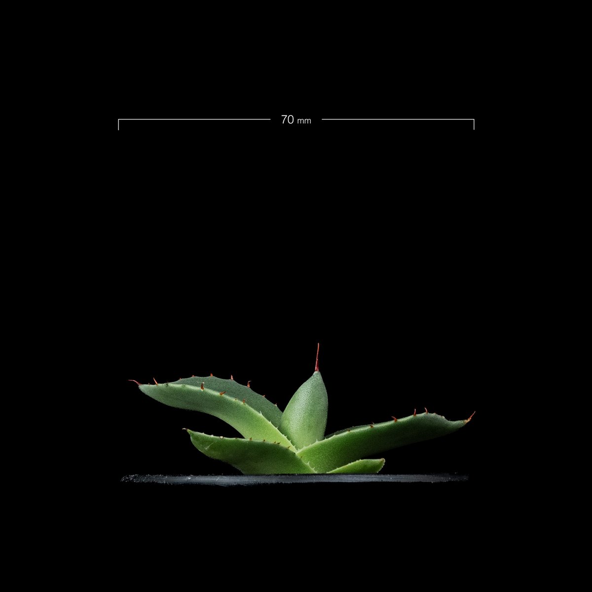 アガベ パリー トルンカータ / Agave parryi var. truncata #2