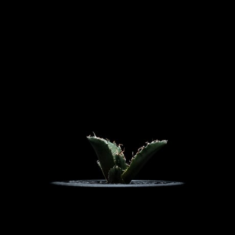 アガベ チタノタ 白鯨 / Agave titanota ‘White Whale’ #28
