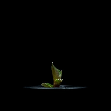 アガベ チタノタ 南アフリカダイヤモンド / Agave titanota ‘South Africa Diamond’ #6