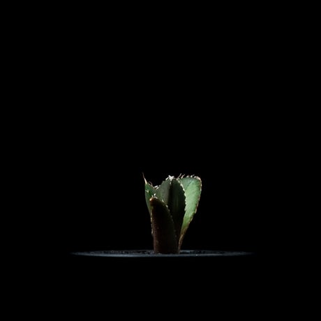 アガベ チタノタ 白鯨 / Agave titanota ‘White Whale’ #81
