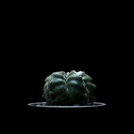 アストロフィツム 亀甲碧瑠璃鸞鳳玉 / Astrophytum myriostigma var. nudum