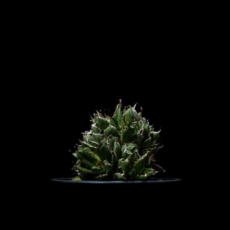 アガベ チタノタ フィリグリーデビル (綴化拇指) / Agave titanota ‘Filigree Devil’ #1
