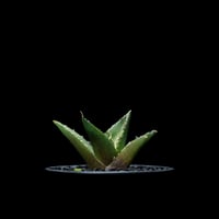 アガベ チタノタ ナンバーワン錦 / Agave titanota 'No.1 Nishiki