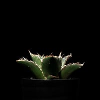 アガベ チタノタ 魚刺 / Agave titanota 'Fish Spine' #2 |