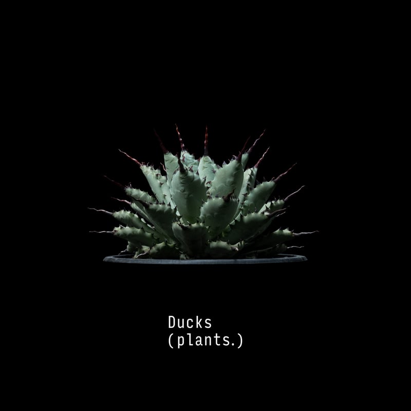 受注生産】アートコレクション/アガベ（A2ポスター） | Ducks ( plants. )