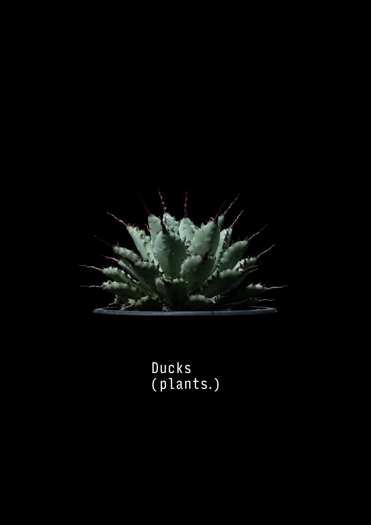 アガベのアート作品（金色フレーム付き） 受注生産】アートコレクション/アガベ（A2ポスター） | Ducks ( plants. )