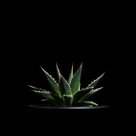 アガベ ホリダ / Agave horrida ssp. horrida #1