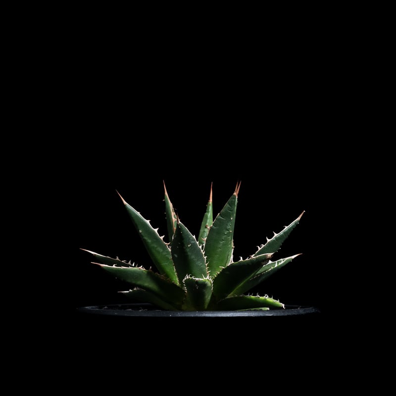 アガベ ホリダ / Agave horrida ssp. horrida #1 | Ducks