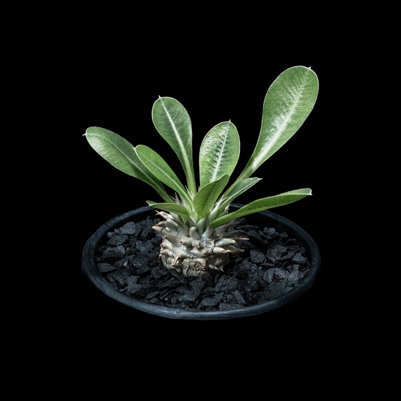 パキポディウム ブレビカリックス / Pachypodium densiflorum パキポディウム ブレビカリックス / Pachypodium densiflorum