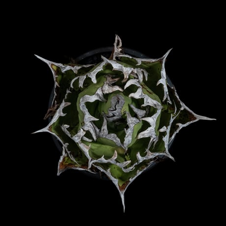 アガベ チタノタ 白排刺 大鋼牙 / Agave titanota ‘Chain’ #1