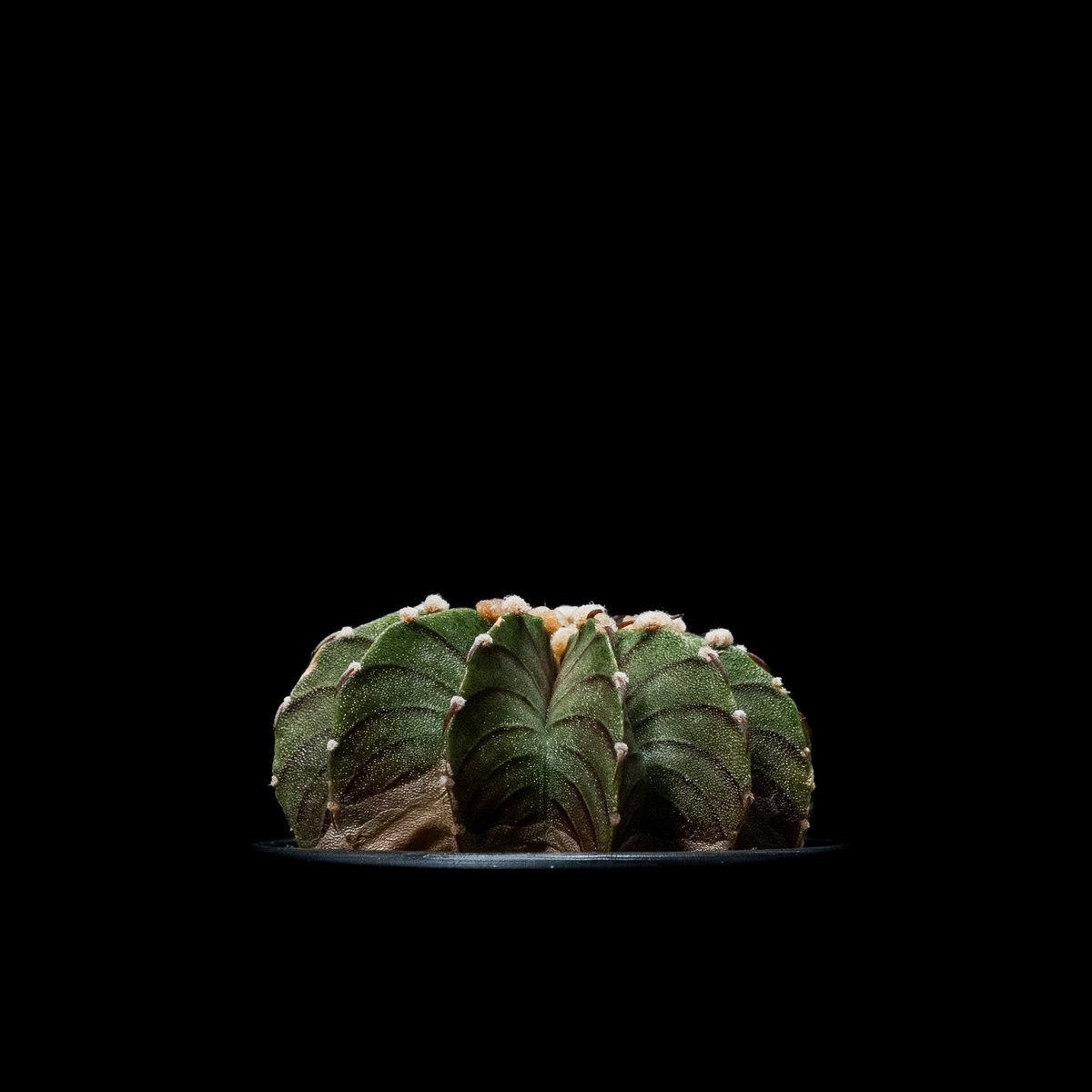 ギムノカリキウム属 フリードリッヒィ LB2178 / Gymnocalycium fried