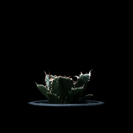 アガベ チタノタ 白鯨 / Agave titanota ‘White Whale’ #9