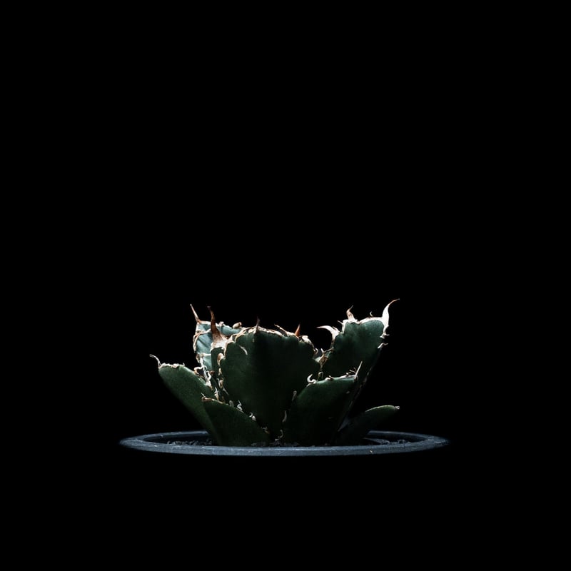 アガベ チタノタ 白鯨 / Agave titanota 'White Whale' #9 |