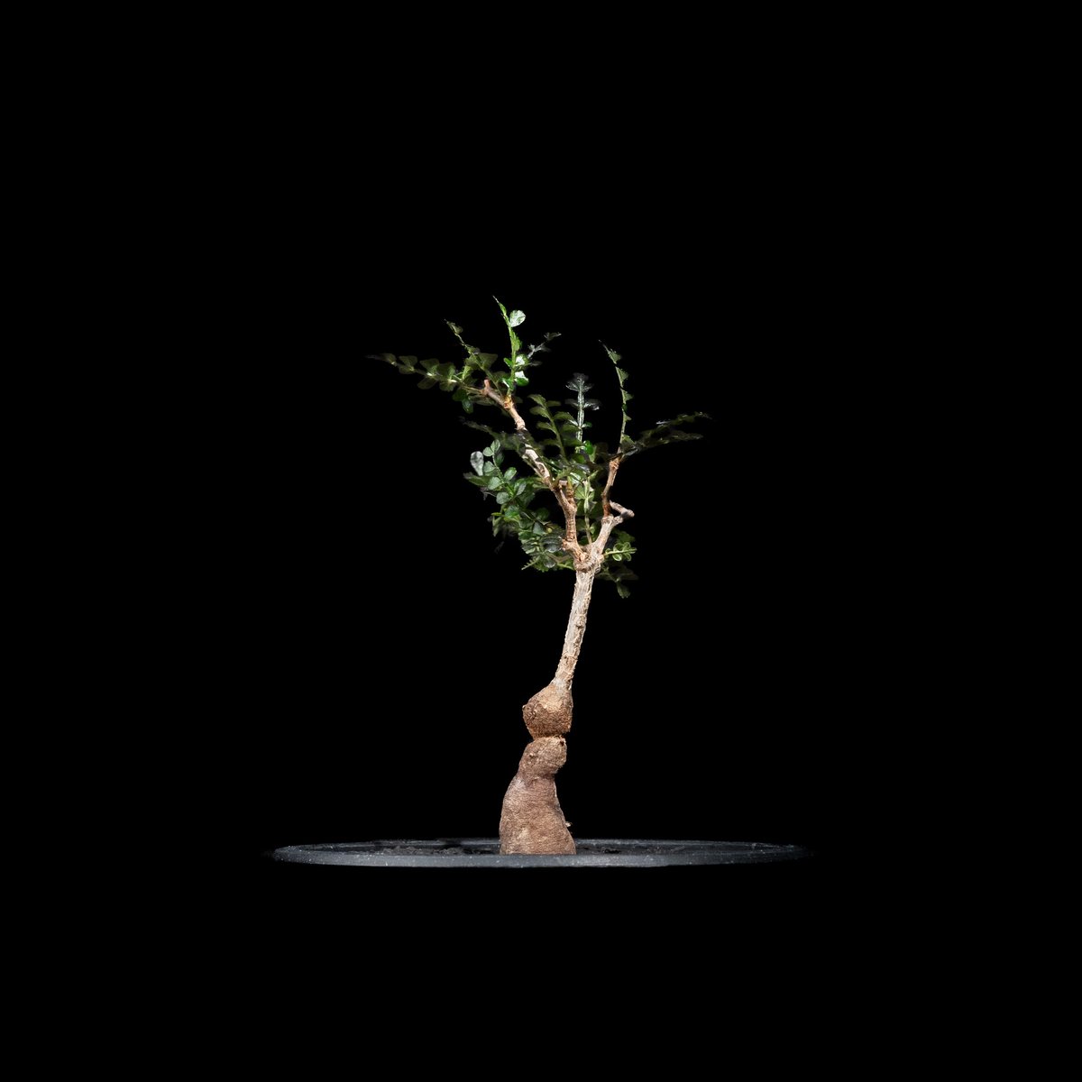 オペルクリカリア パキプス / Operculicarya pachypus #36 | D